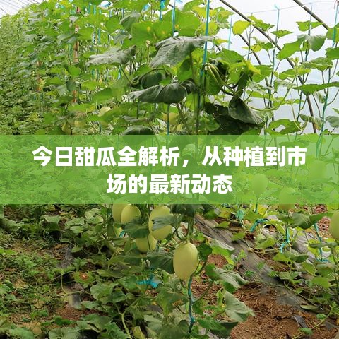 今日甜瓜种植与市场动态全解析