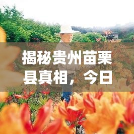 揭秘贵州苗栗县真相，新闻头条热点解析