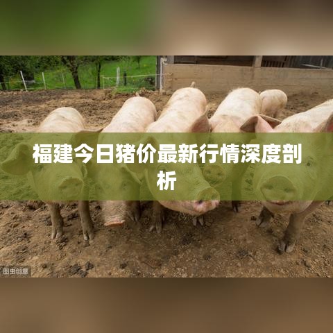 福建今日猪价最新行情深度剖析