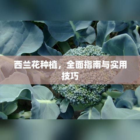 西兰花种植，全面指南与实用技巧