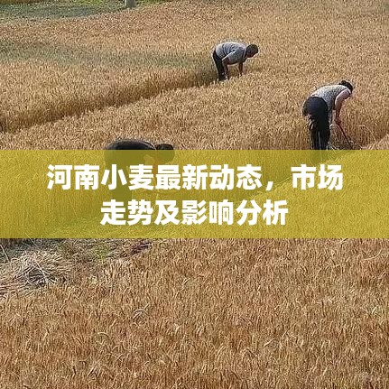 河南小麦最新动态，市场走势及影响分析