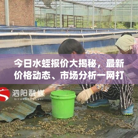 今日水蛭报价大揭秘，最新价格动态、市场分析一网打尽