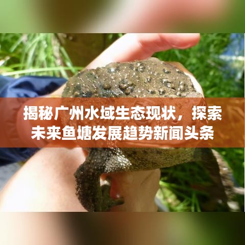 揭秘广州水域生态现状，探索未来鱼塘发展趋势新闻头条