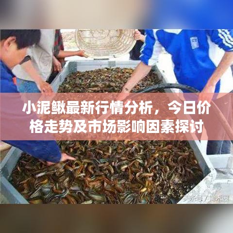 小泥鳅最新行情分析，今日价格走势及市场影响因素探讨