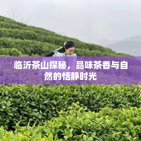 临沂茶山探秘，品味茶香与自然的恬静时光