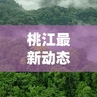 桃江最新动态速递