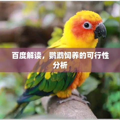 百度解读，鹦鹉饲养的可行性分析