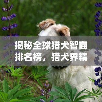 揭秘全球猎犬智商排名榜，猎犬界精英TOP榜！