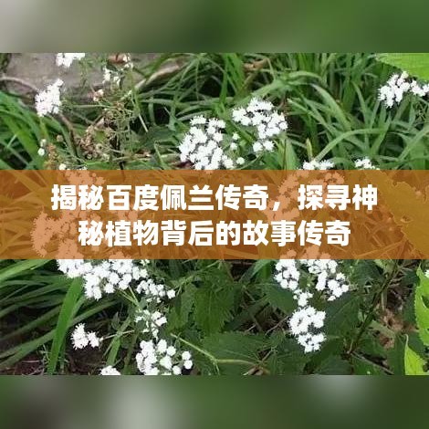 揭秘百度佩兰传奇，探寻神秘植物背后的故事传奇