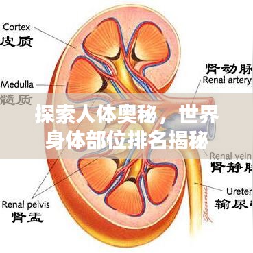 探索人体奥秘，世界身体部位排名揭秘