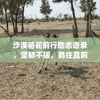 沙漠骆驼前行励志语录，坚韧不拔，勇往直前英文版