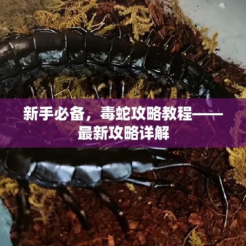 新手必备，毒蛇攻略教程——最新攻略详解