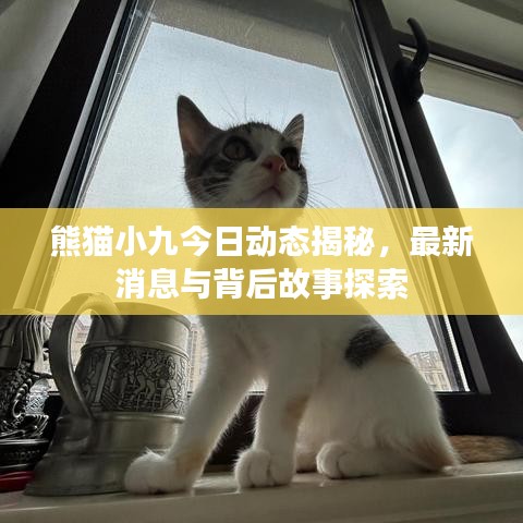 熊猫小九今日动态揭秘，最新消息与背后故事探索