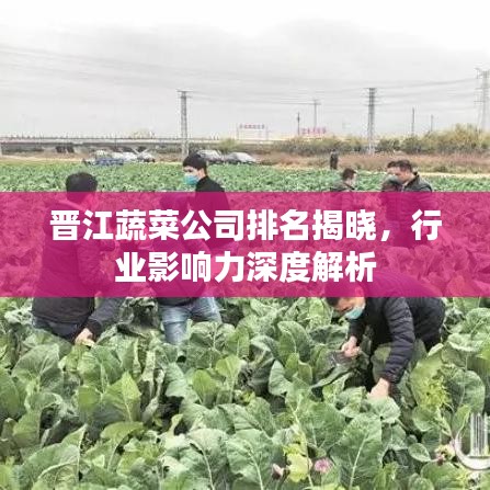 晋江蔬菜公司排名揭晓，行业影响力深度解析