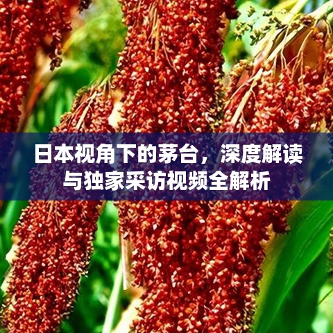 日本视角下的茅台，深度解读与独家采访视频全解析