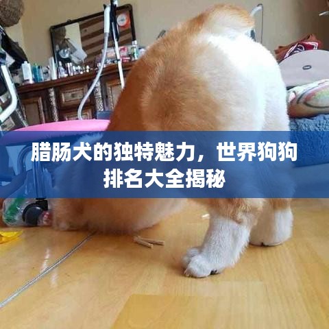 腊肠犬的独特魅力，世界狗狗排名大全揭秘