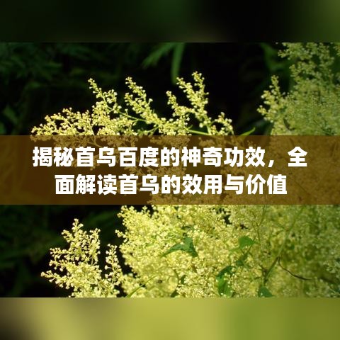 揭秘首乌百度的神奇功效，全面解读首乌的效用与价值