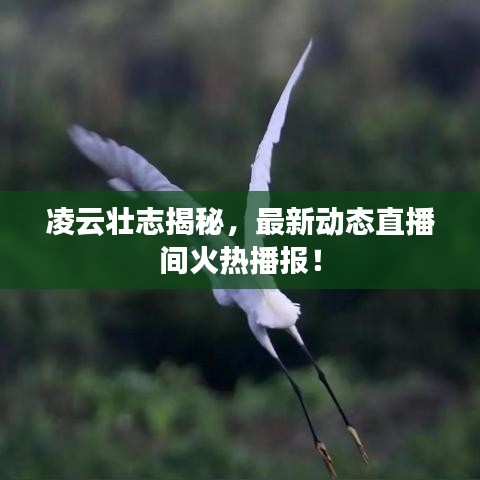 凌云壮志揭秘，最新动态直播间火热播报！