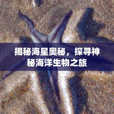 揭秘海星奥秘，探寻神秘海洋生物之旅