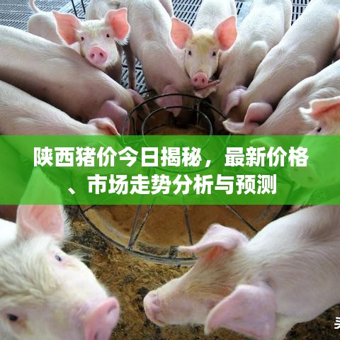 陕西猪价今日揭秘，最新价格、市场走势分析与预测