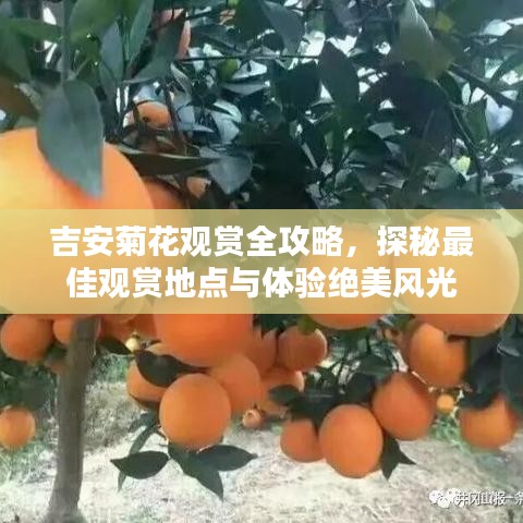 吉安菊花观赏全攻略，探秘最佳观赏地点与体验绝美风光