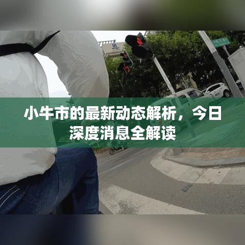 小牛市的最新动态解析，今日深度消息全解读