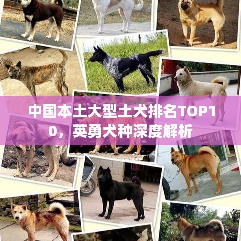 中国本土大型土犬排名TOP10，英勇犬种深度解析