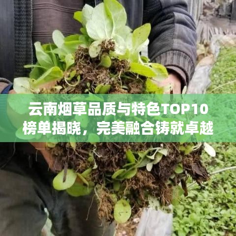 云南烟草品质与特色TOP10榜单揭晓，完美融合铸就卓越品质