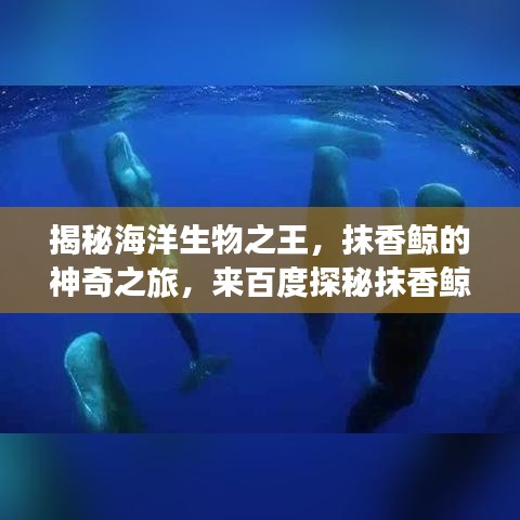 揭秘海洋生物之王，抹香鲸的神奇之旅，来百度探秘抹香鲸的世界！