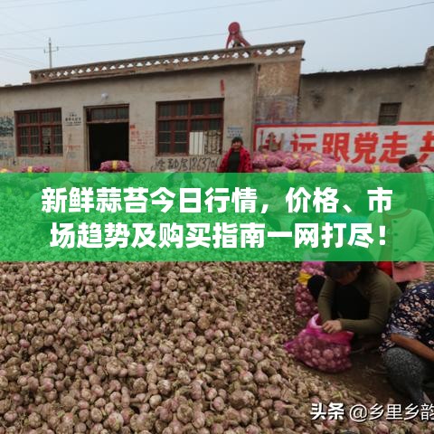 新鲜蒜苔今日行情，价格、市场趋势及购买指南一网打尽！