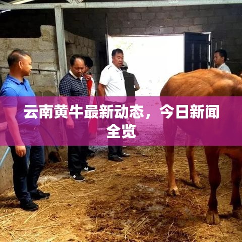 云南黄牛最新动态，今日新闻全览