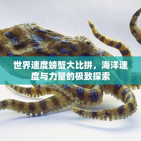 世界速度螃蟹大比拼，海洋速度与力量的极致探索