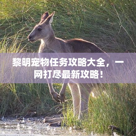 黎明宠物任务攻略大全，一网打尽最新攻略！