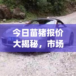 今日苗猪报价大揭秘，市场动态一览，养殖商机尽在掌握