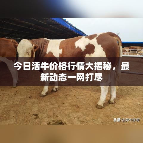 今日活牛价格行情大揭秘，最新动态一网打尽