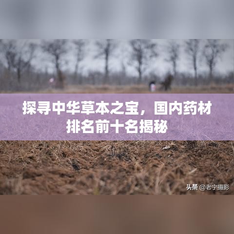 探寻中华草本之宝，国内药材排名前十名揭秘