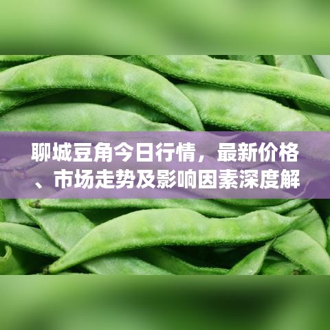 聊城豆角今日行情，最新价格、市场走势及影响因素深度解析