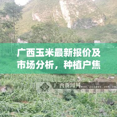 广西玉米最新报价及市场分析，种植户焦点、未来趋势预测
