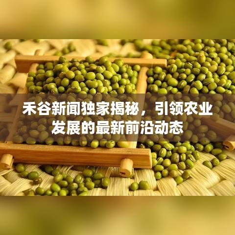 禾谷新闻独家揭秘，引领农业发展的最新前沿动态
