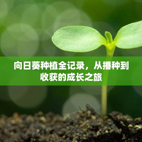 向日葵种植全记录，从播种到收获的成长之旅