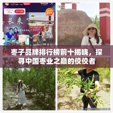 枣子品牌排行榜前十揭晓，探寻中国枣业之巅的佼佼者