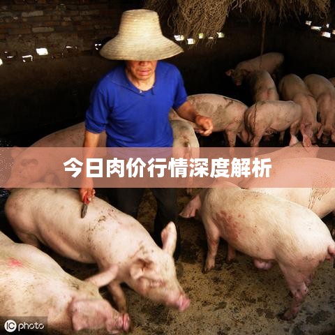 今日肉价行情深度解析