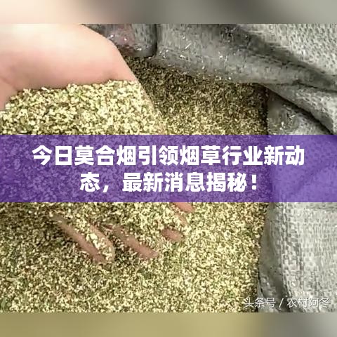 今日莫合烟引领烟草行业新动态，最新消息揭秘！