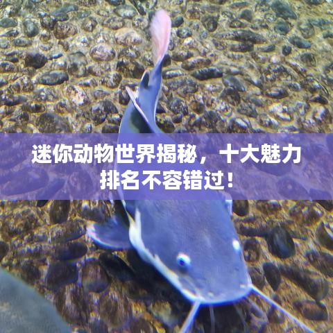 迷你动物世界揭秘，十大魅力排名不容错过！