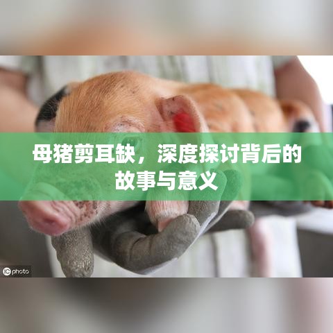 母猪剪耳缺，深度探讨背后的故事与意义