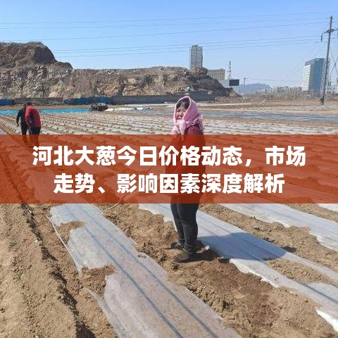 河北大葱今日价格动态，市场走势、影响因素深度解析