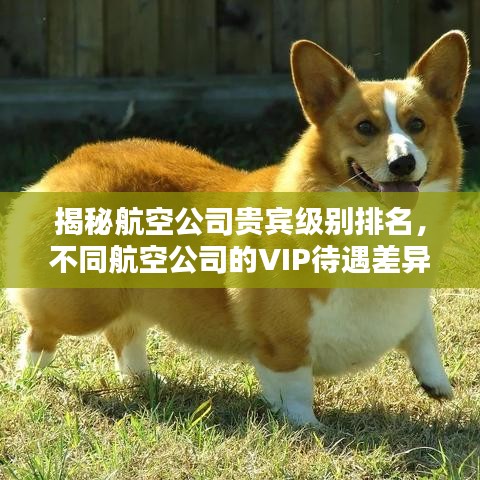 揭秘航空公司贵宾级别排名，不同航空公司的VIP待遇差异对比！