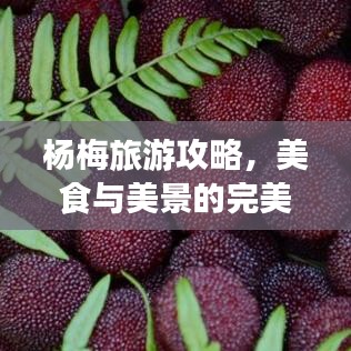 杨梅旅游攻略，美食与美景的完美融合之旅
