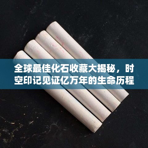 全球最佳化石收藏大揭秘，时空印记见证亿万年的生命历程