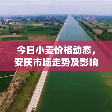 今日小麦价格动态，安庆市场走势及影响因素深度解析